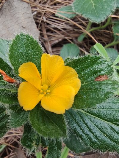 Turnera callosa, photographed by Abraham Sánchez Romero
