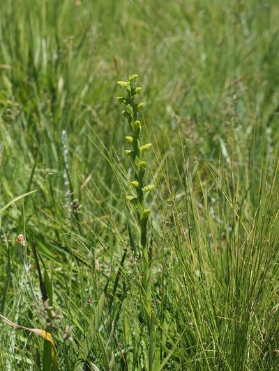 Habenaria laevigata, photographed by Peter Archdale