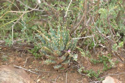 Aloe longistyla, photographed by Andrew Hankey