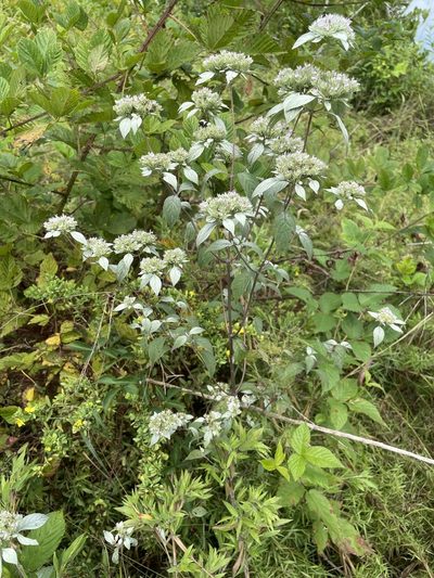 Pycnanthemum pycnanthemoides, photographed by Henry Van T. Cotter