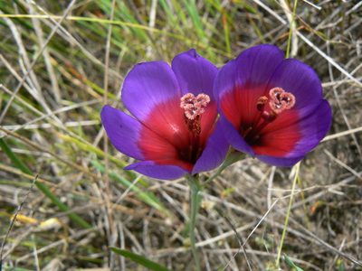 Geissorhiza eurystigma, photographed by Jacques van der Merwe