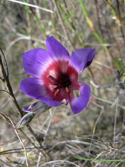 Geissorhiza eurystigma, photographed by Jacques van der Merwe