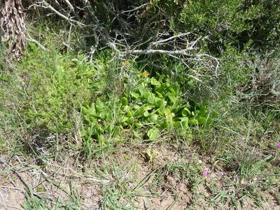 Glottiphyllum longum, photographed by Andrew Hankey