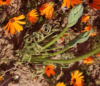 Albuca spiralis, photographed by Tony Rebelo