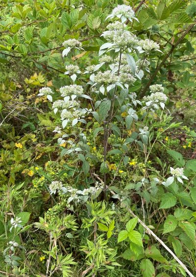 Pycnanthemum pycnanthemoides, photographed by Henry Van T. Cotter