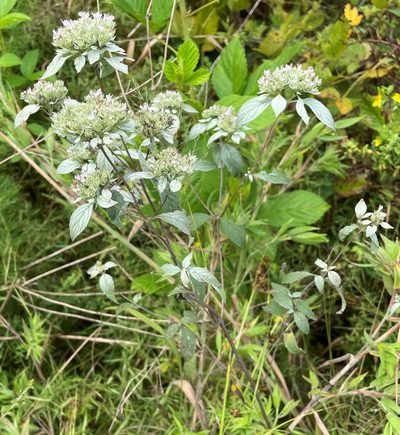 Pycnanthemum pycnanthemoides, photographed by Henry Van T. Cotter
