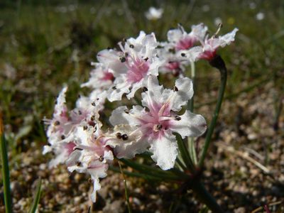 Hessea cinnamomea, photographed by Jacques van der Merwe