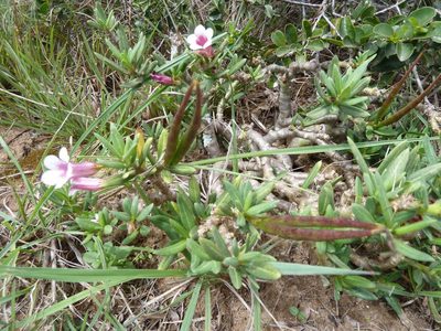 Pachypodium bispinosum, photographed by Andrew Hankey