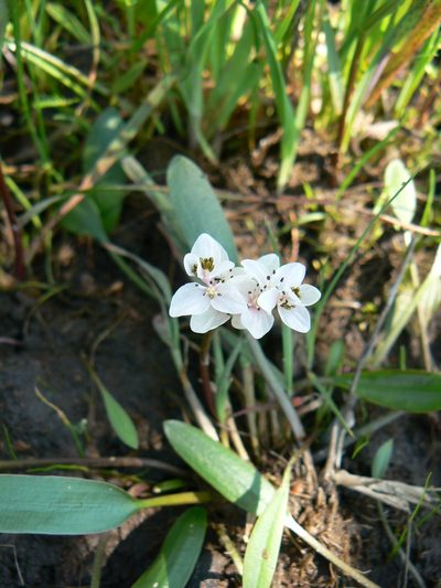 Aponogeton angustifolius, photographed by Jacques van der Merwe