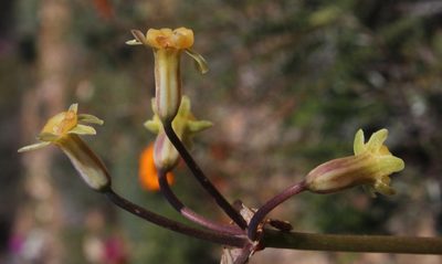 Tulbaghia dregeana, photographed by Tony Rebelo