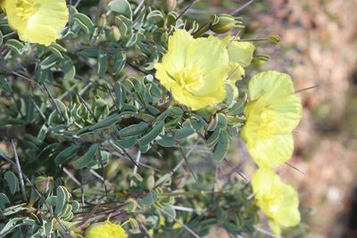 Monsonia spinosa, photographed by Tony Rebelo