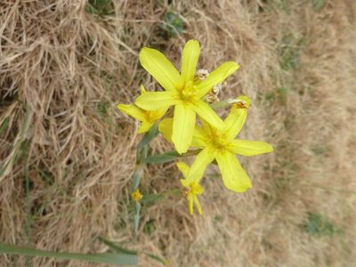 Moraea pallida, photographed by Andrew Hankey