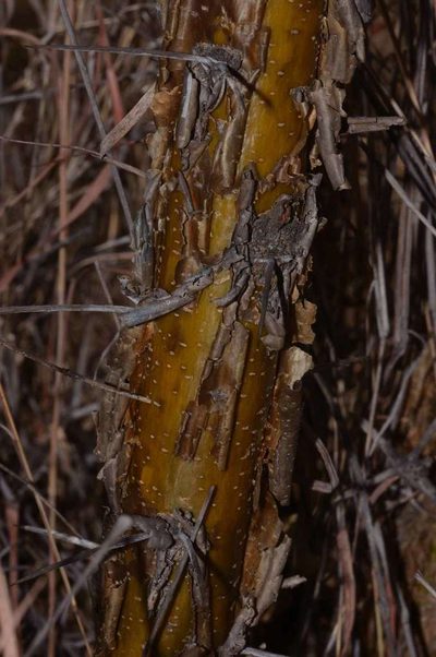 Vachellia permixta, photographed by Andrew Hankey