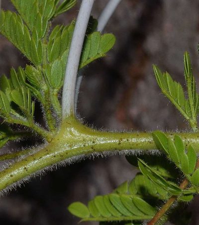 Vachellia permixta, photographed by Andrew Hankey