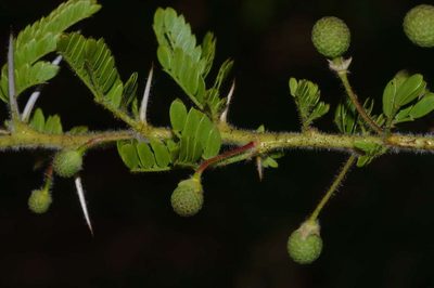 Vachellia permixta, photographed by Andrew Hankey