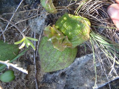 Massonia pustulata, photographed by Nicola van Berkel