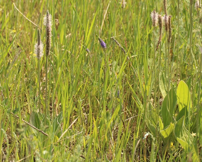 Plantago maxima, photographed by Andrew Bazdyrev
