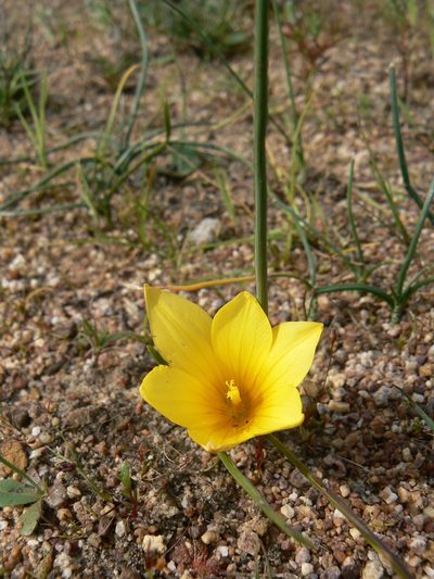 Romulea saldanhensis, photographed by Jacques van der Merwe