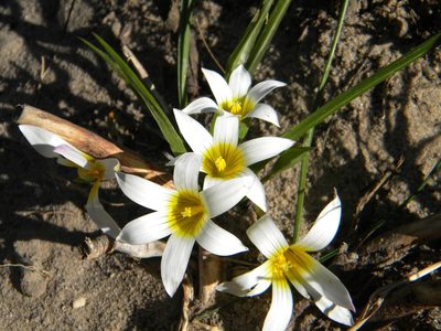 Romulea flava, photographed by Tim Kirsten