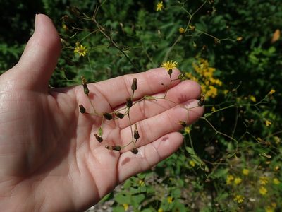 Hieracium paniculatum, photographed by Lynn Harper