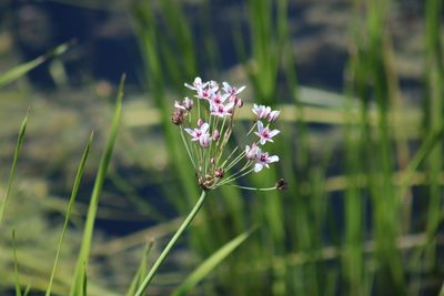 Butomus umbellatus, photographed by Jackson Kusack