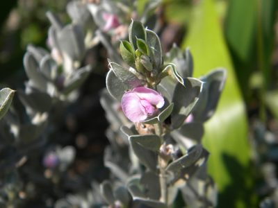 Podalyria sericea, photographed by Tim Kirsten