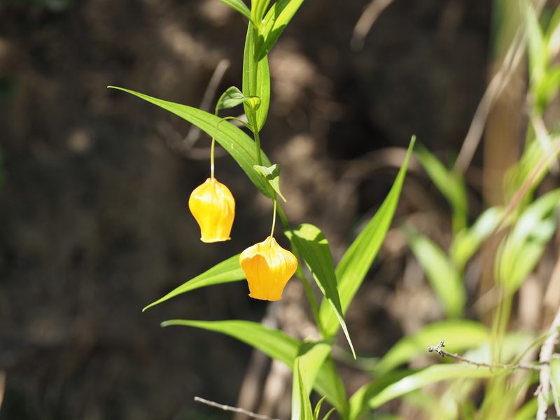Sandersonia aurantiaca, photographed by Peter Archdale