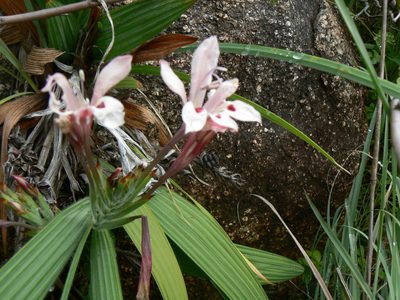 Babiana tubulosa, photographed by Jacques van der Merwe