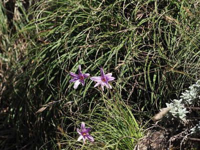 Xerophyta viscosa, photographed by Peter Archdale