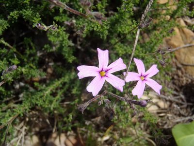 Jamesbrittenia tortuosa, photographed by Nicola van Berkel