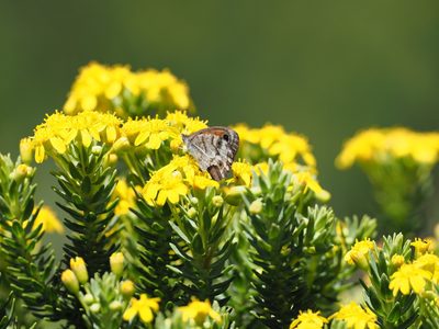 Euryops tysonii, photographed by Peter Archdale