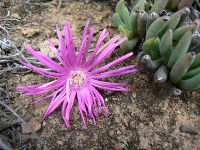 Cephalophyllum curtophyllum, photographed by Jacques van der Merwe