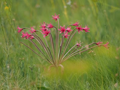 Brunsvigia undulata, photographed by Peter Archdale