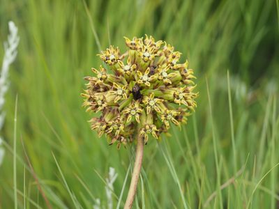 Asclepias macropus, photographed by Peter Archdale