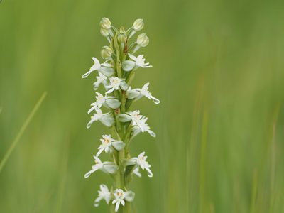Habenaria dives, photographed by Peter Archdale