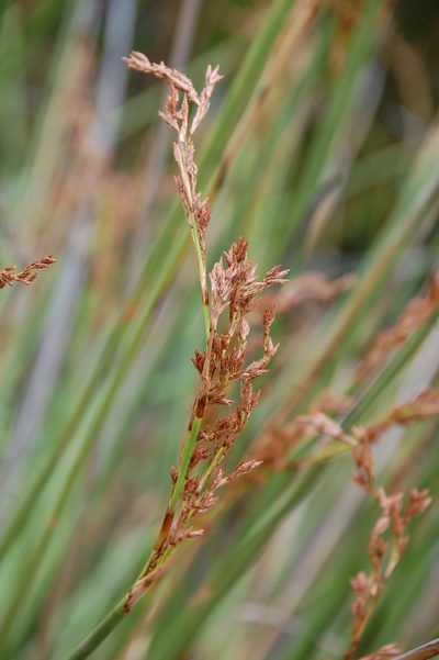 Pseudoschoenus inanis, photographed by Charles Stirton