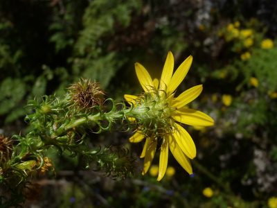 Cullumia decurrens, photographed by Di Turner