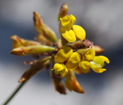 Rhynchosia ferulifolia, photographed by Charles Stirton