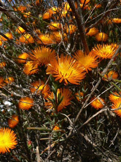 Lampranthus glaucoides, photographed by Jacques van der Merwe