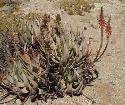 Aloe gariepensis, photographed by Andrew Hankey