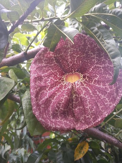 Aristolochia gigantea, photographed by Leslie Alanís