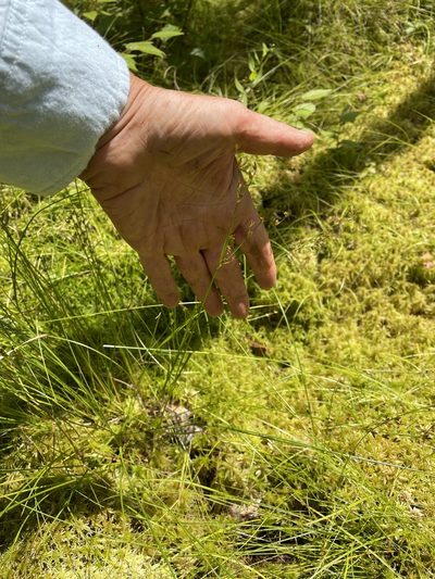 Juncus tweedyi, photographed by Mary E. Macaulay, P.Eng.