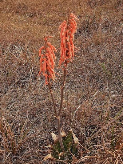 Aloe longibracteata, photographed by Andrew Hankey