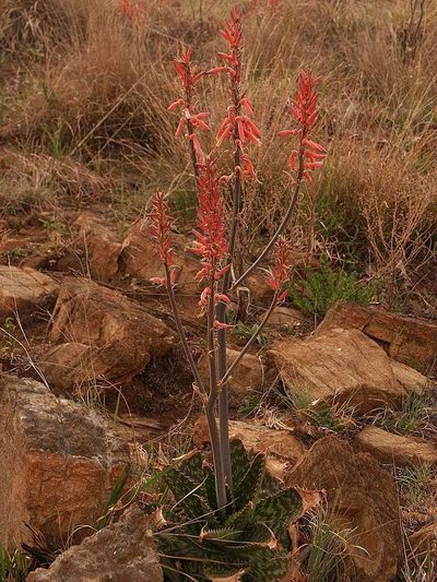 Aloe longibracteata, photographed by Andrew Hankey