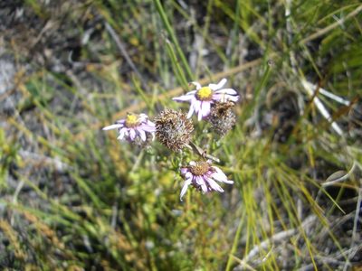 Athrixia heterophylla, photographed by Di Turner