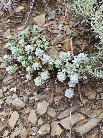 Odontarrhena obtusifolia, photographed by Виктория Билоус