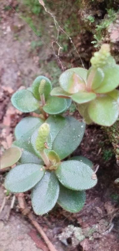 Peperomia catharinae, photographed by Edson Luis Fabro Gasperin