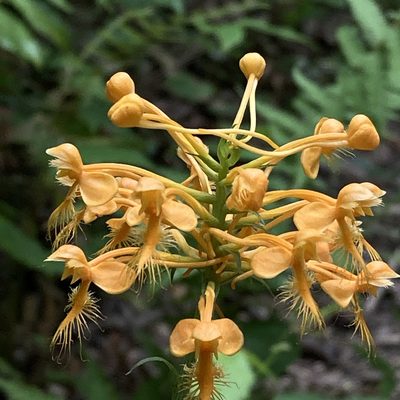 Platanthera ciliaris, photographed by Christopher Zacharias