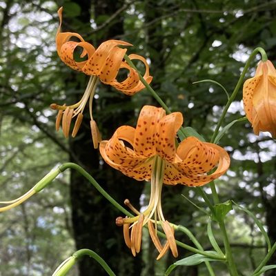 Lilium superbum, photographed by Christopher Zacharias