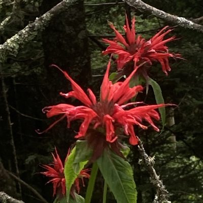 Monarda didyma